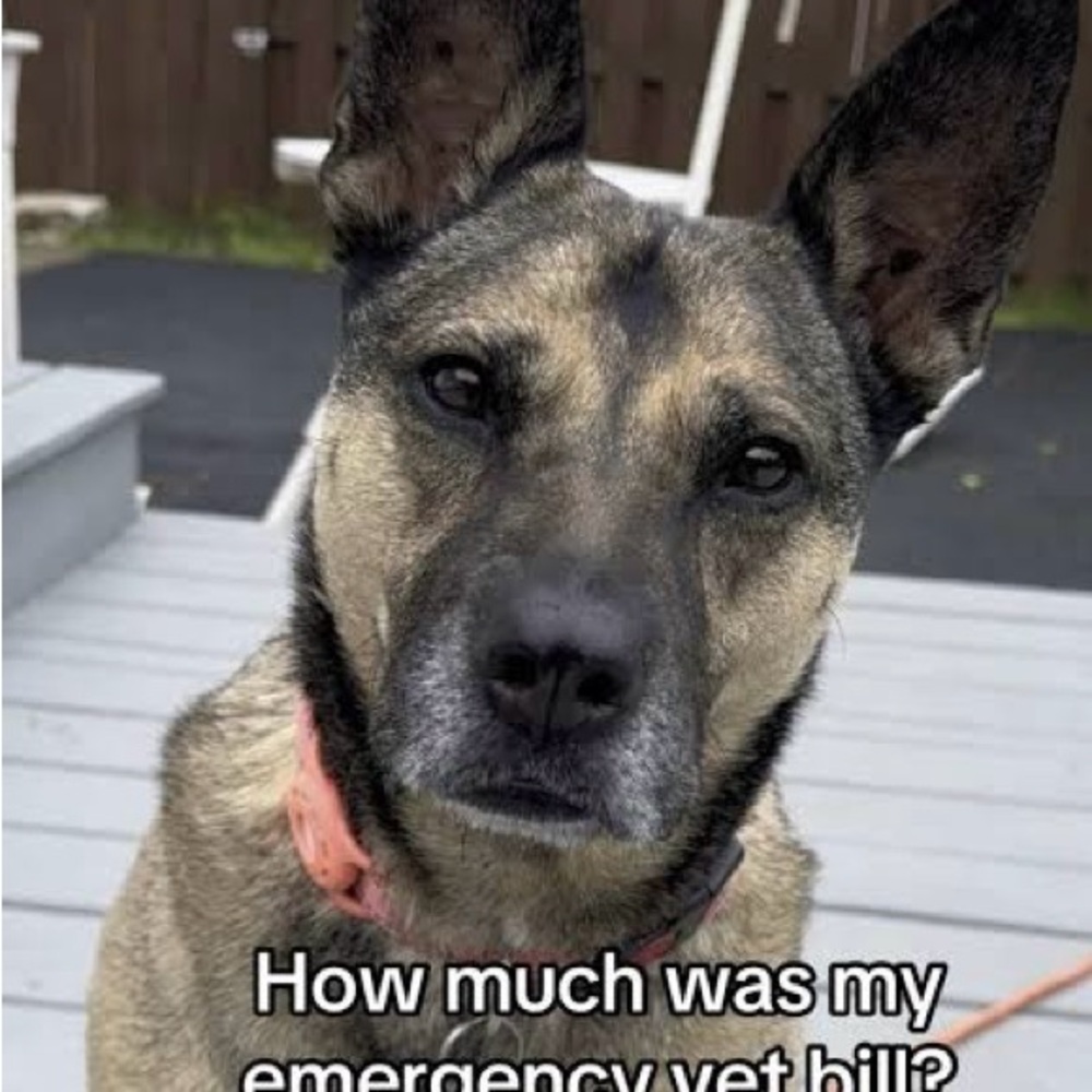 HELP! Have major vet bills 😪